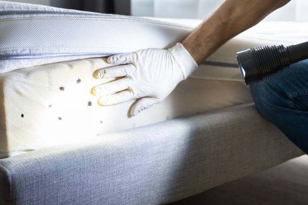 Trusted Glenview, IL Pest Control Experts
