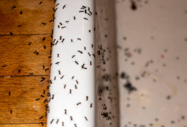 Best Residential Pest Control  in Glenview, IL